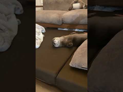 youtube-動物記事1970/01/01 09:00:00