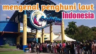 Download lagu seaworld ancol 2021 mengenal penghuni laut dalam Indonesia mp3