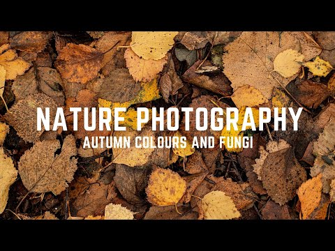 NATURE PHOTOGRAPHY | Photographing Autumn Colours and Fungi