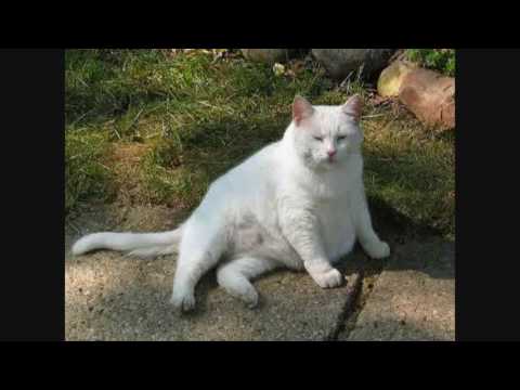 Cat Pregnancy Facts How to Tell if Your Cat is Pregnant and More | Cat Care