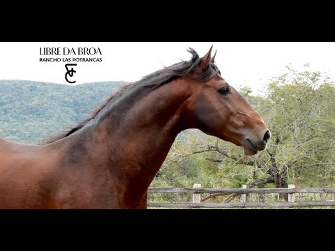 RANCHO LAS POTRANCAS: LIBRE DA BROA (MEXICO, 2023)