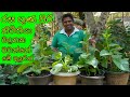 නිවිතියා වගාව බදුන්ගතව Spinach Cultivation In The Garden Niw