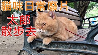 貓咪日常廢片#1 | 美短太郎散步去 | 公園遛貓 | 自己上樓梯 | 認得自己家的大門 | cat is walking
