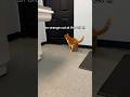 What Kind Of Animal LIKES The Vet Cat
