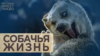 Убивать собак или наказывать людей? Госдума готовит законопроект о бездомных животных