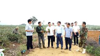 Phường Tam Điệp chia sẻ kinh nghiệm phát triển mô hình trồng dứa với xã Sơn Dương (Tuyên Quang)