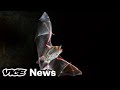 Here S How Scientists Think Coronavirus Spreads From Bats To Humans