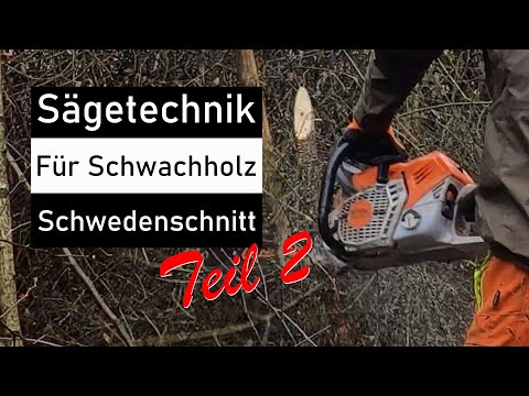 Die sicherste Schnitttechnik im stehendem Schwachholz.