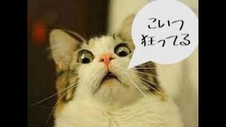 犬派が猫に狂ってみた。