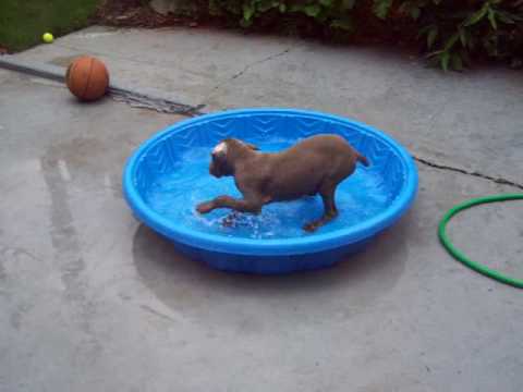Zeus at the new pool!!!