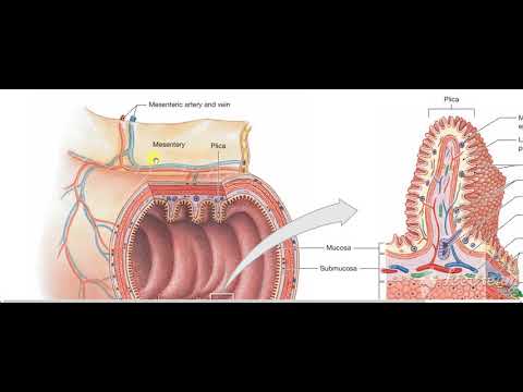 Digestive Tract Histology 2