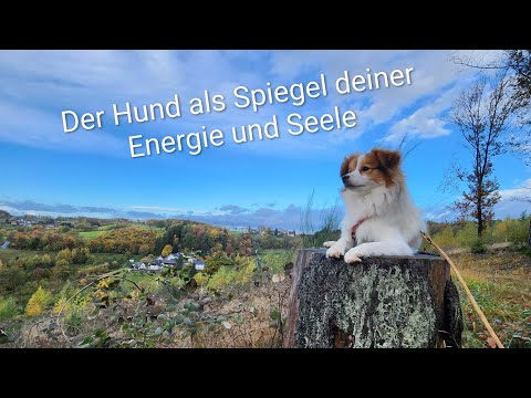 Der Hund als Spiegel unserer Seele und Energie