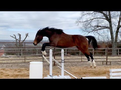 2018 Flashy Hunter Prospect