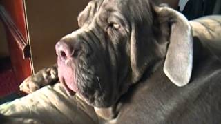 Neapolitan Mastiff, Tootsie, complaining to herself in bed.