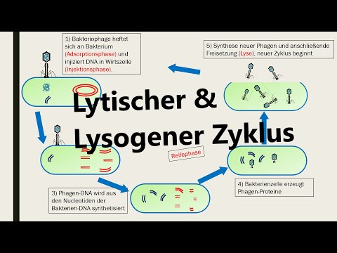 Lysogenic and lytic cycle (replication of viruses)