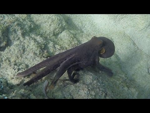 Hunting Octopus and Snorkeling for Ocean "Treasure"!