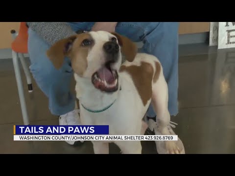 Tails and Paws for Friday, November 14, 2025 - YouTube