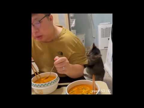 Animals Being Jerks | #shorts | r/animalsbeingjerks | [Part 2]
