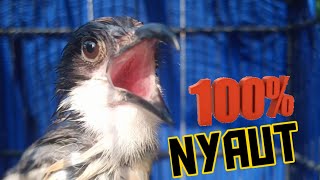 Download lagu Terbukti Ampuh,Suara Cendet Gacor Koar Koar,,Merangsang Cendet Manapun Agar Cepat Emosi & Ikut Bunyi mp3