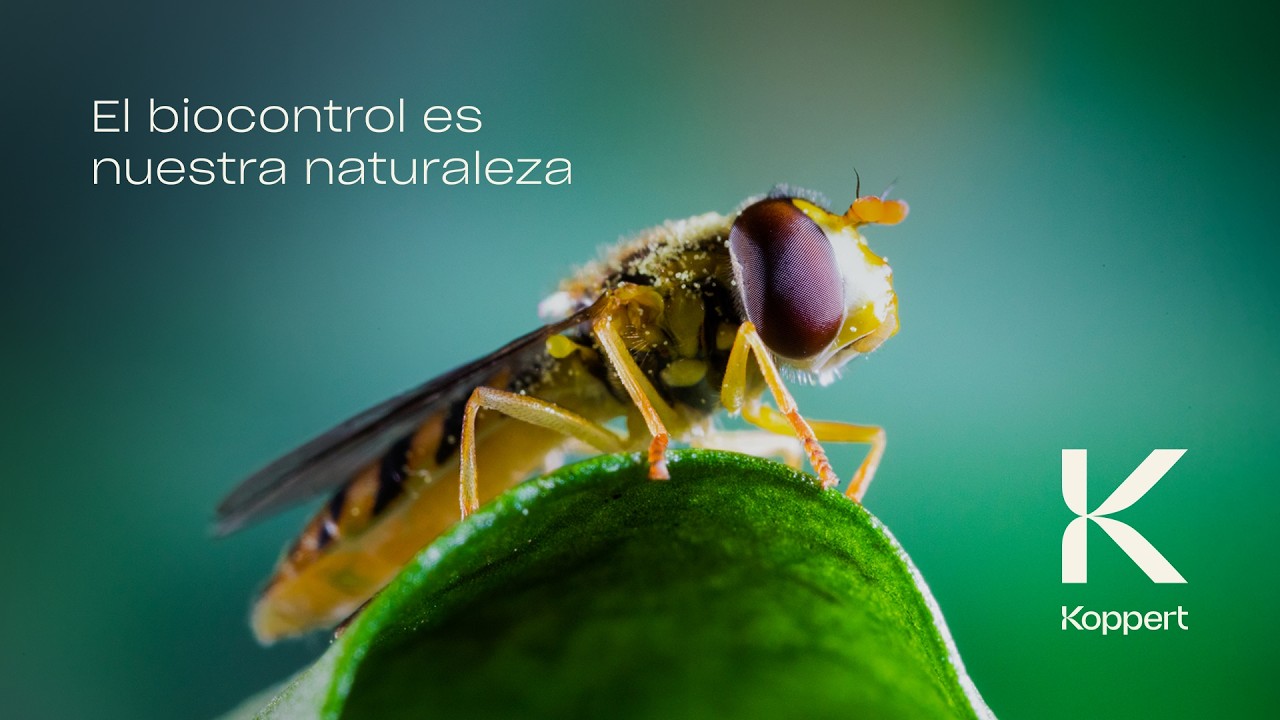 Video preview poster