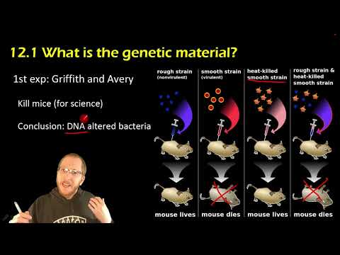 YouTube video about: Which types of light are not absorbed by genetic material?
