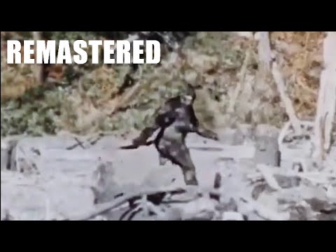New Remastered HD Version of the Patterson Gimlin Film COMPLETE Bigfoot, Sasquatch, Yeti