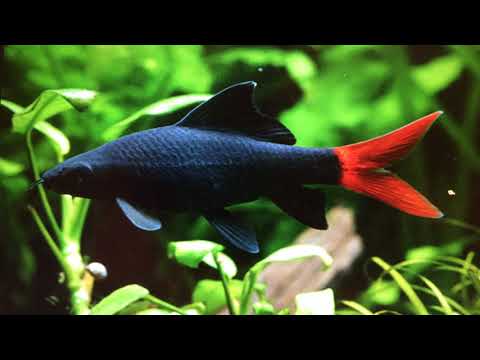 Zu große Fische in zu kleinen Aquarien