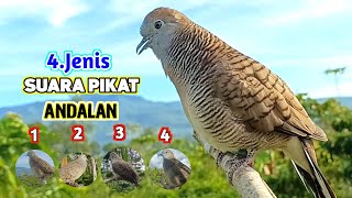 Download lagu Variasi Suara Burung Perkutut Pikat Original Paling Cocok Untuk Pancingan mp3 Download lagu Variasi Suara Burung Perkutut Pikat Original Paling Cocok Untuk Pancingan mp3