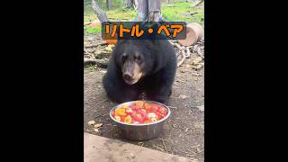 クロクマとヒグマでは、どちらがより強力ですか？ #癒し #動物プロダクション #自然 #動物 #animals