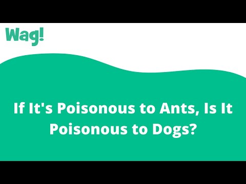 If It's Poisonous to Ants, Is It Poisonous to Dogs? | Wag!