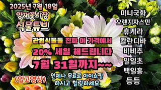 양재꽃시장 식물튜브 25년 7월 18일 입고식물들 시청 하시면서 힐링타임 되세요~~  #양재꽃시장 #식물튜브…