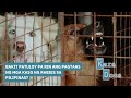 Bakit Patuloy Pa Rin Ang Pagtaas Ng Mga Kaso Ng Rabies Sa Pilipinas Kara Docs