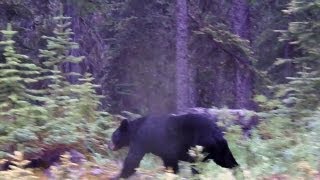 Black bear in the woods in Jasper, Canada