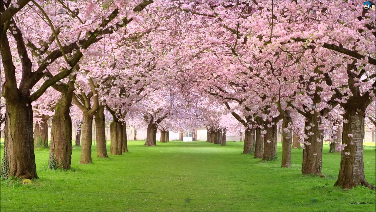 Salle Allah Zulf Lyrics  | Kabli Khan | Ajit, Helen | Mohammed Rafi | Chitragupta Shrivastava