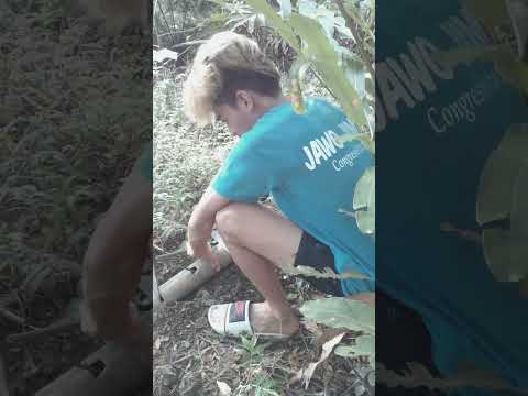 Finding house of a kuray/land crab and put a traps on