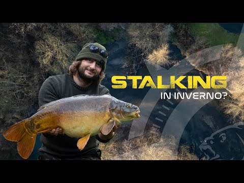 Stalking in inverno ? - carp fishing