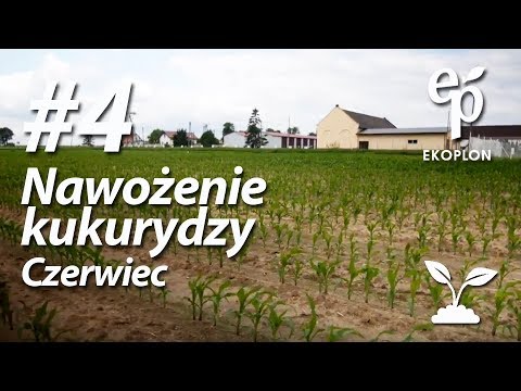 Jak leczyć brodawki na paznokieć dużego palca Jak leczyć guzy na dużym palcach