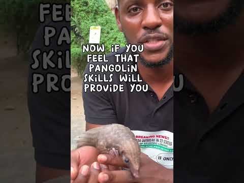 Pangolin Facts - Scale #pangolins #animals #wildlife #animalsanctuary #rescue #pangolin