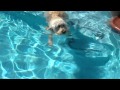 DOODLE SWIM Mp4