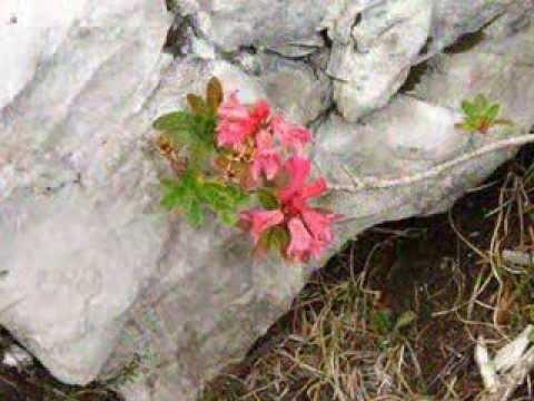 Th.Morley - Sweet ninphe come to thy lover