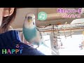 朝から自由気ままに過ごす放し飼いのインコたち♪ ´θ｀