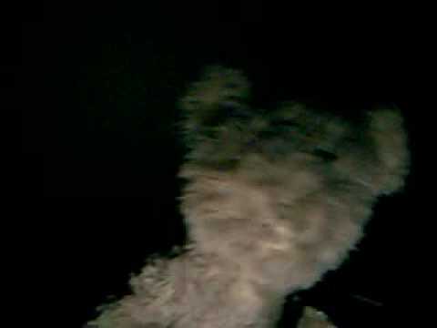 Mr.Snuggles' Revenge!!!