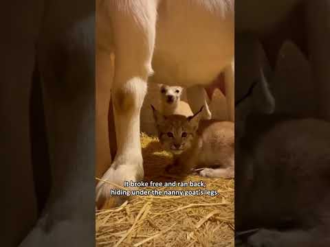 Девушка решила проверить козу и оказалось, что у неё появился новый детёныш