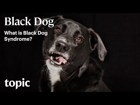 What is Black Dog Syndrome? | Topic