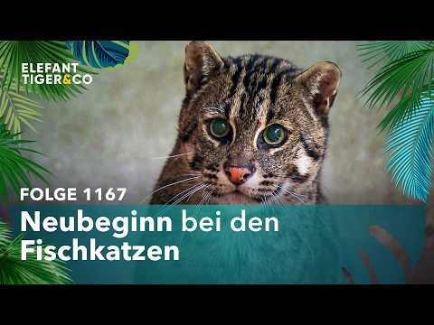 Eine neue Generation Fischkatzen (Folge 1167) | Elefant, Tiger & Co. | MDR