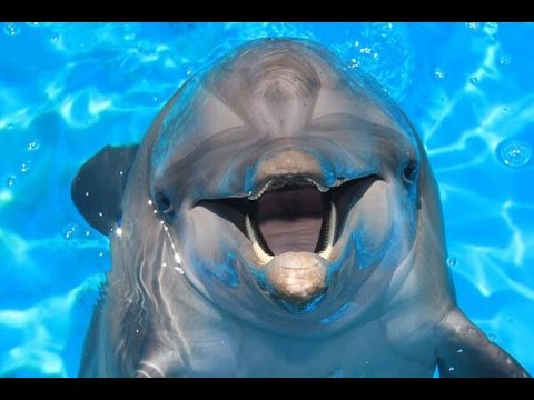 Nicholas - Atlantic Bottle Nose Dolphin at Clearwater Marine Aquarium Florida Video