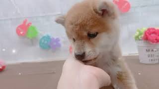 柴犬の動画01