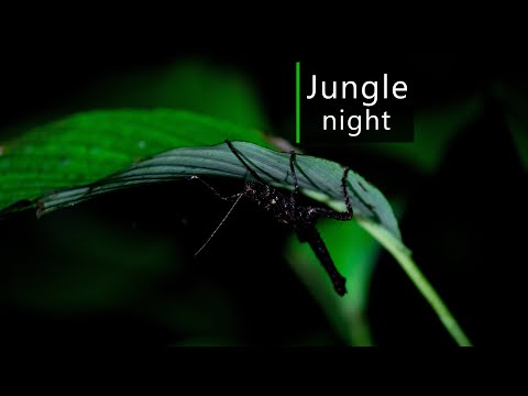 Rainforest sounds - Night in the Amazon jungle