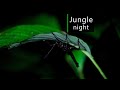 Rainforest Sounds Night In The Amazon Jungle