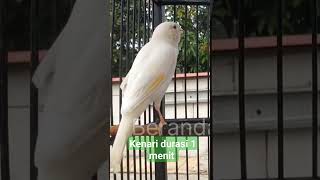 Download lagu kenari durasi 1 menit || pancingan kenari gacor mp3 Download lagu kenari durasi 1 menit || pancingan kenari gacor mp3